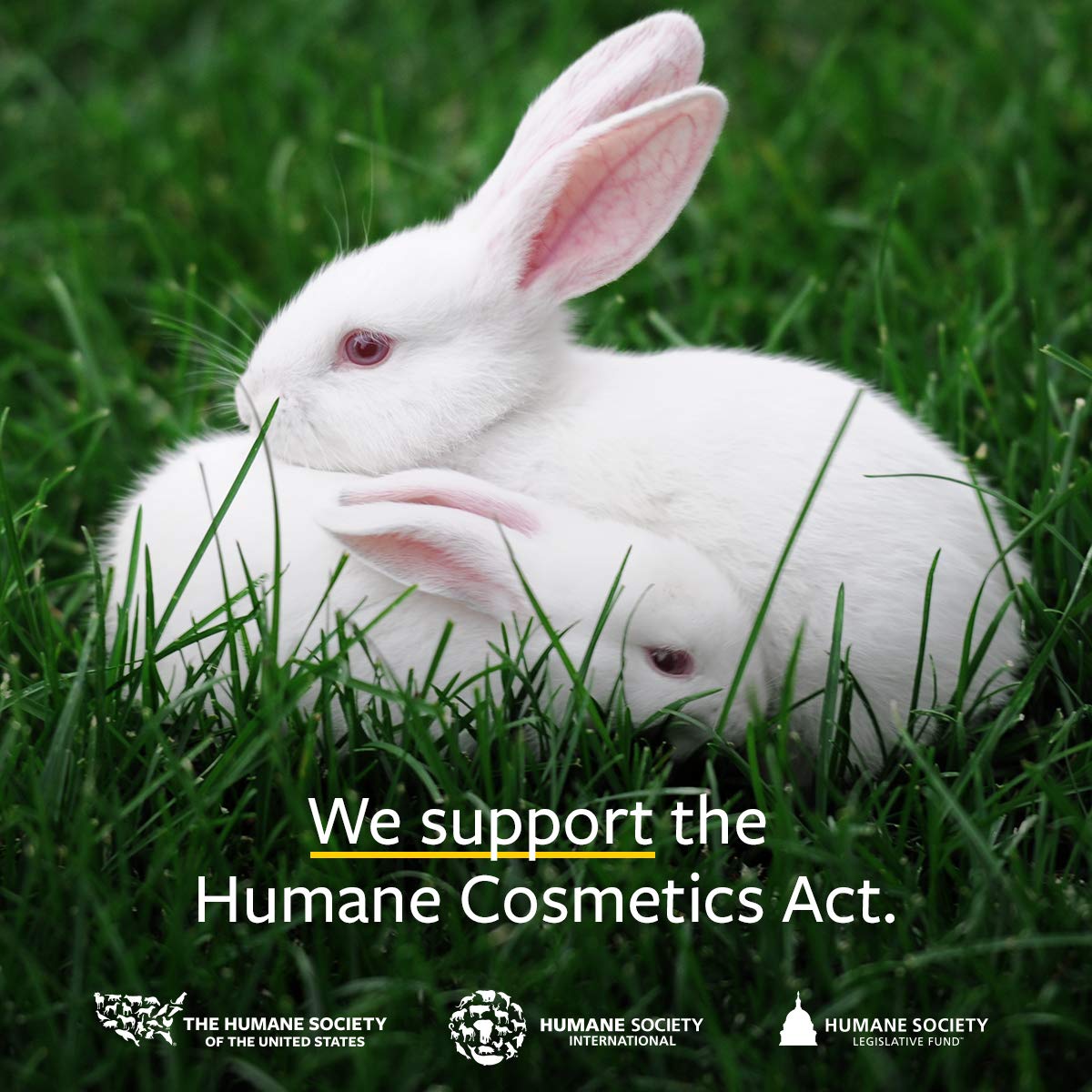 US Organic 100% Pure Bergamot Essential Oil, USDA Certified Organic, Cold Pressed, with Euro droppers (More Size Variations Available) (15 ml / .5 fl oz)