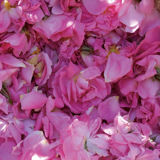 Aromatics International Rose Otto Damascena Hydrosol 100ml | Luxurious Floral Aromatic Mist