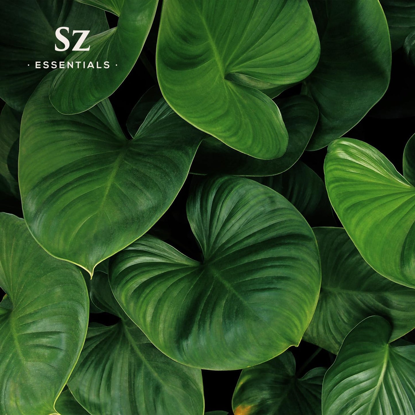 Gandhi Root Essential Oil, 100% Pure Sugandh Mantri Oil, Steam Distilled from Homalomena Aromatica - Sweet & Woody Scent w/Earthy Overtones - Therapeutic Grade & Vegan - 0.17oz (5ml)