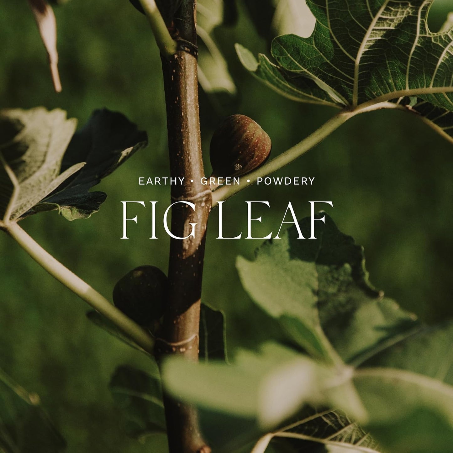 Antica Farmacista Body Moisturizer - Moisturizing Scented Lotion - Premium Body Moisturizer - Luxury Gift for Women & Men - Hand & Skin Hydration - Fig Leaf, 10 Fl Oz