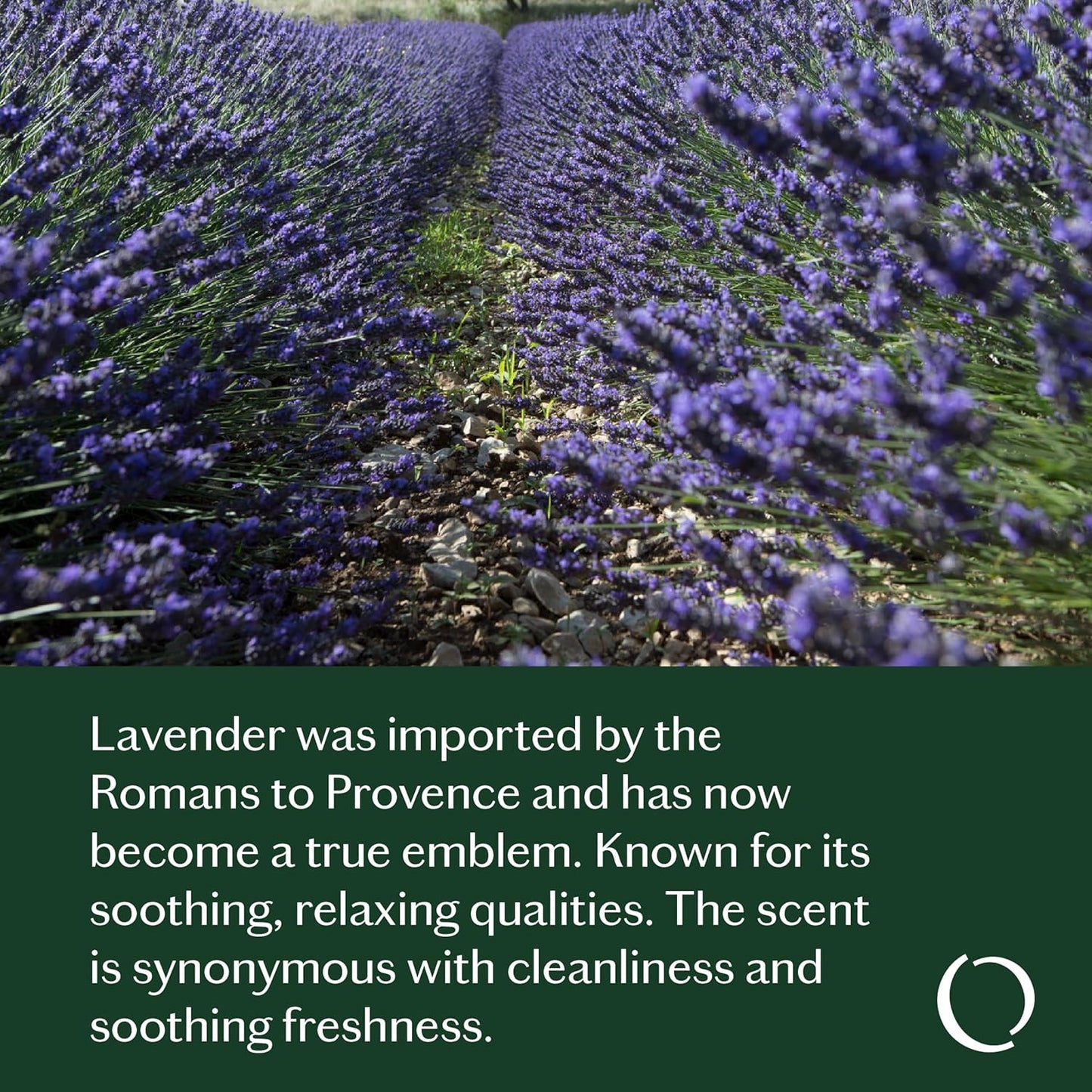 LIVEDROPS 24/7 Relaxed Essential Oil Blend - Lavender, Myrrh & Cedarwood - Calming Scent - Pure & Natural Aromatherapy - Skin Safe & Diffuser Compatible - Crafted in France by Perfumers